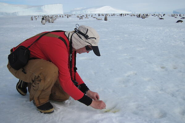 Biologist transferring a fresh faecal sample into a specimen tube whilst behind numerous emperor penguin chicks and some adults can be seen
