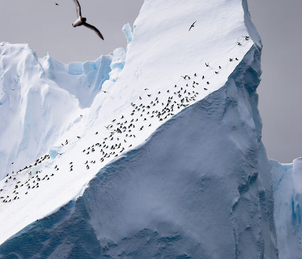 Photo of Cape petrels on iceberg