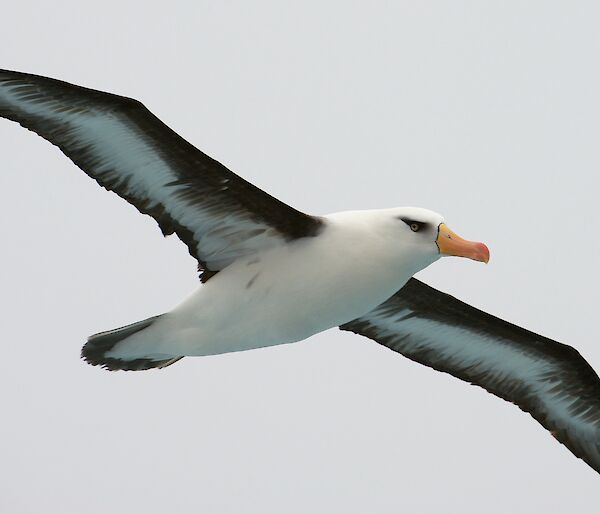 A black-browed albatross in flight