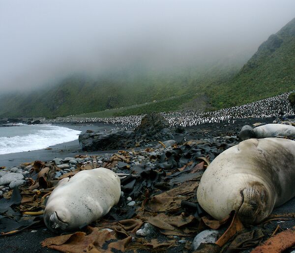 Seals and king penguins on a beach at Macquarie Island.