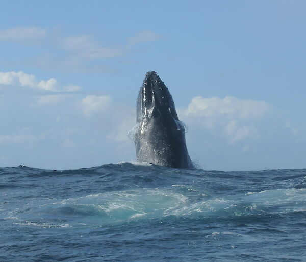 A humpback whale points its upper body straight up out of the ocean in a behaviour known as spy hopping.