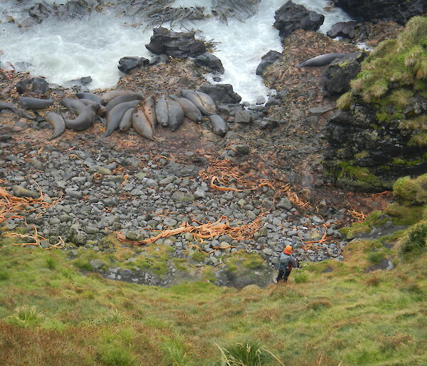 Elephant seals at the base of a scree slope on Macquarie Island.