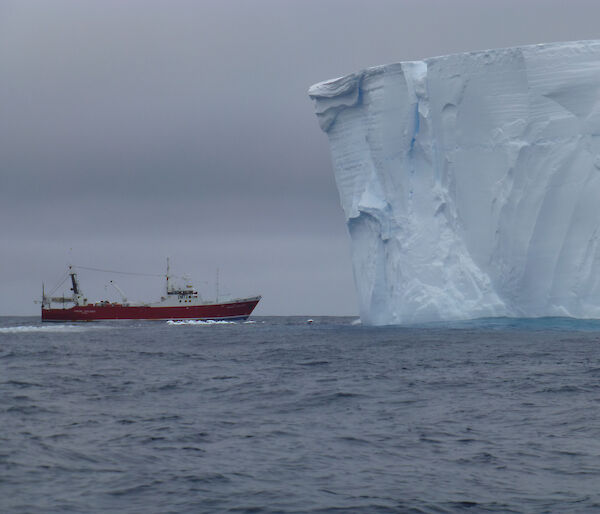The Amaltal Explorer is dwarfed by a tabular iceberg during the Antarctic blue whale voyage