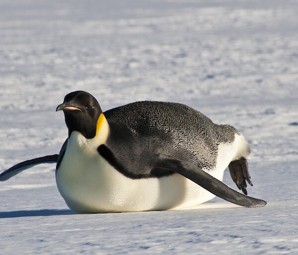 Emperor penguin tobogganing