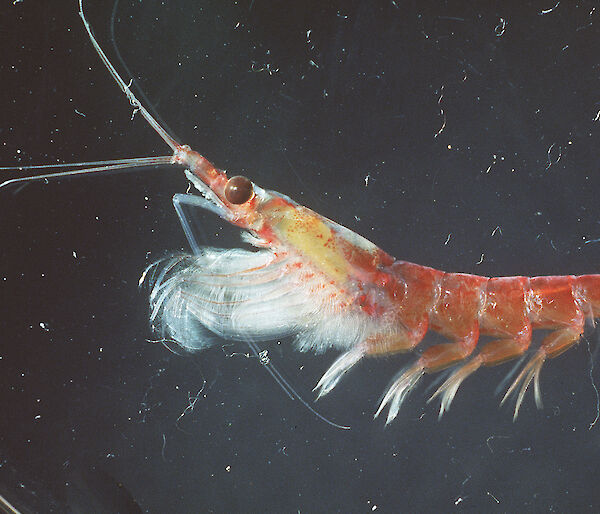 Antarctic krill (Euphausia superba)