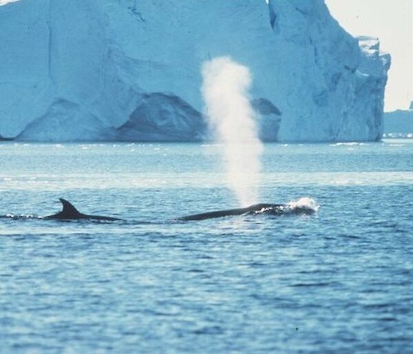 Fin whales spouting with iceberg in background