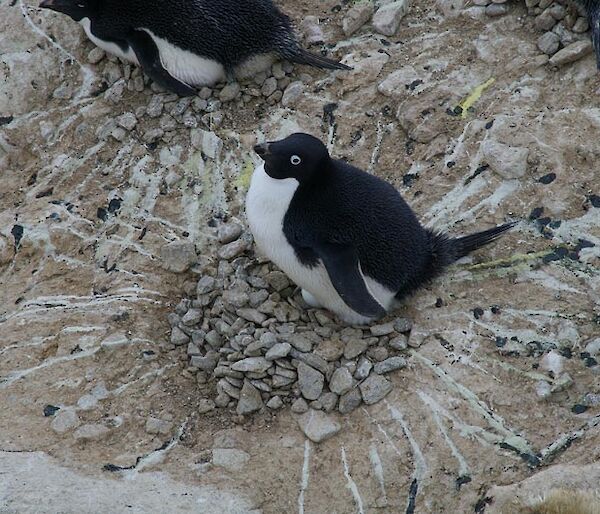 Black and white penguin with lines of excrement radiating outward from the nest.