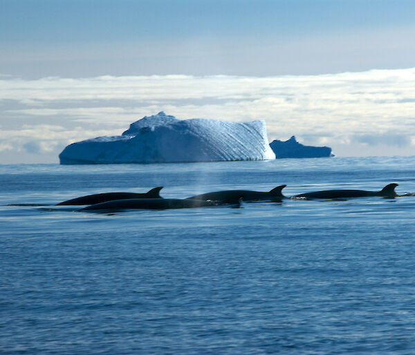 A pod of Minke whales with a large iceberg in the distance