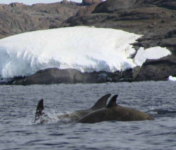 A group of Minke whales with snow-covered shore in the background