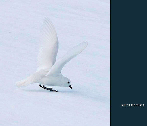 Snow petrel on the ice, with wings raised