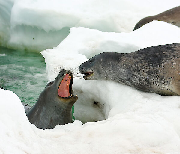 Weddell seal and pup on the sea ice
