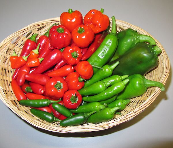 A basket full of a variety of chillies grown in the hydroponics facility at Casey winter 2014