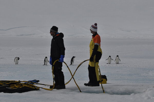 Two dive supervisors on the ice monitoring a diver with curious penguins in background
