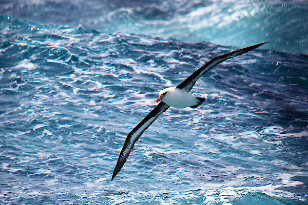 A black-browed Albatross in full flight