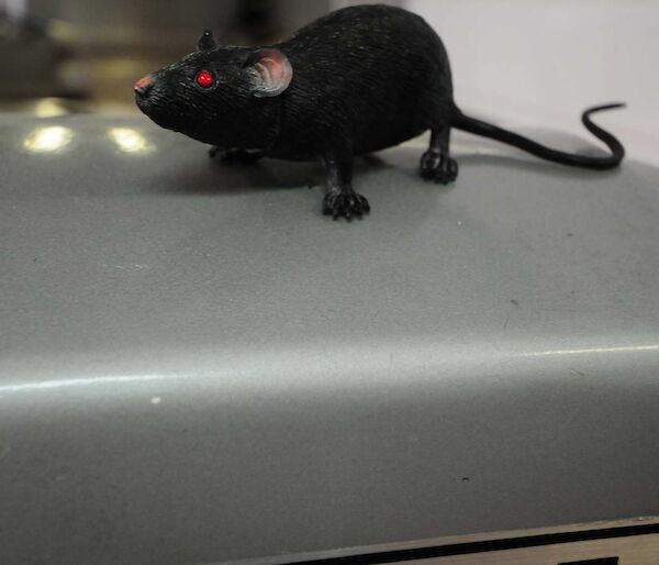 Plastic rat placed on top of a silver case with a sticker readingHobart