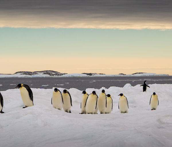 emperorr penguins on the ice while two Adelies wander through the waddle