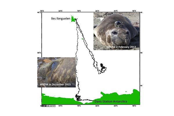 An elephant seal that was previously tagged at Davis and returned