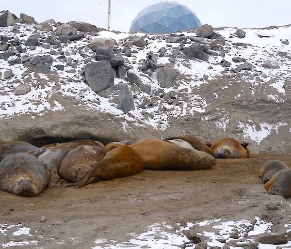 Group of elephant seals all bunched up together sleeping surrounded with lightly snow covered ground.