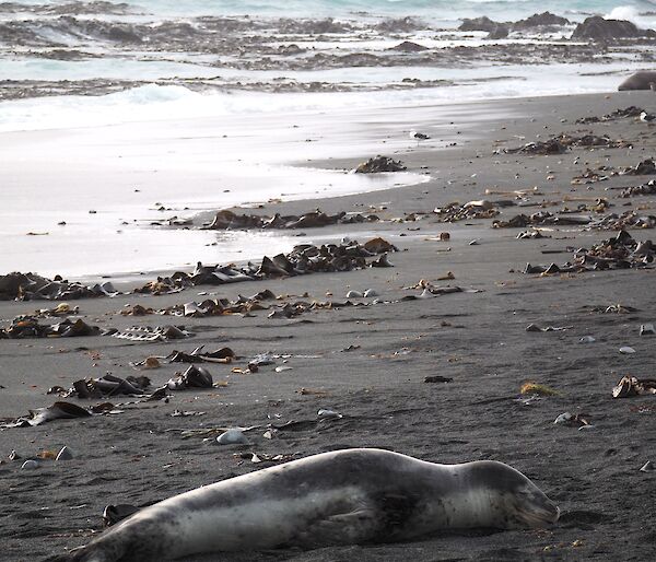 Leopard seal laying on the beach