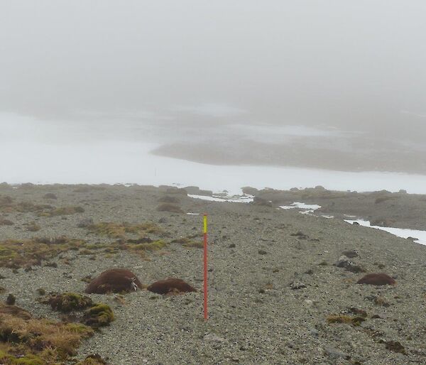 An orange track marker visible in the fog of the track