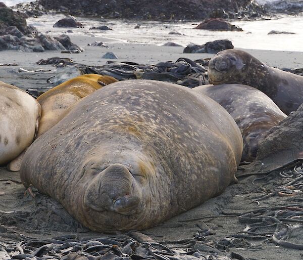 Large male elephant seal napping on the beach