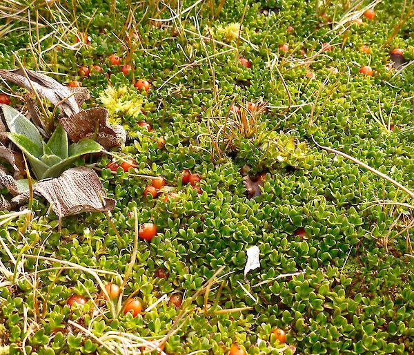 A picture of some red berries among the green vegetation which are quite elusive
