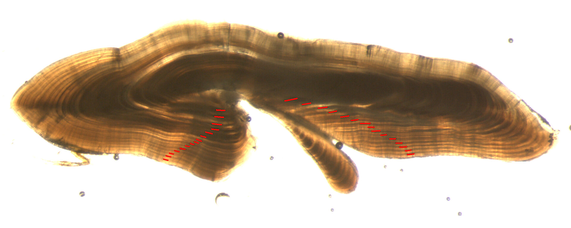 A microscopic section of a fish earbone showing the growth rings.