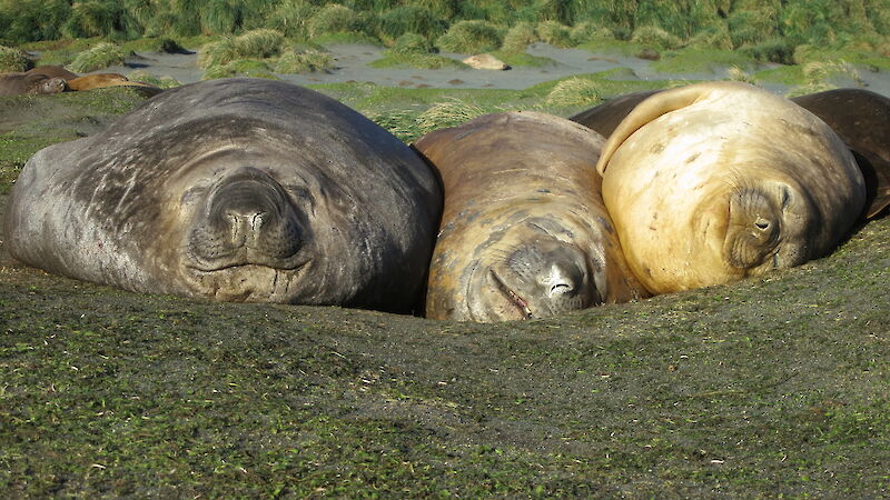 Three southern elephant seals sleeping