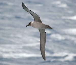 Light-mantled sooty albatross, soaring off Syowa station