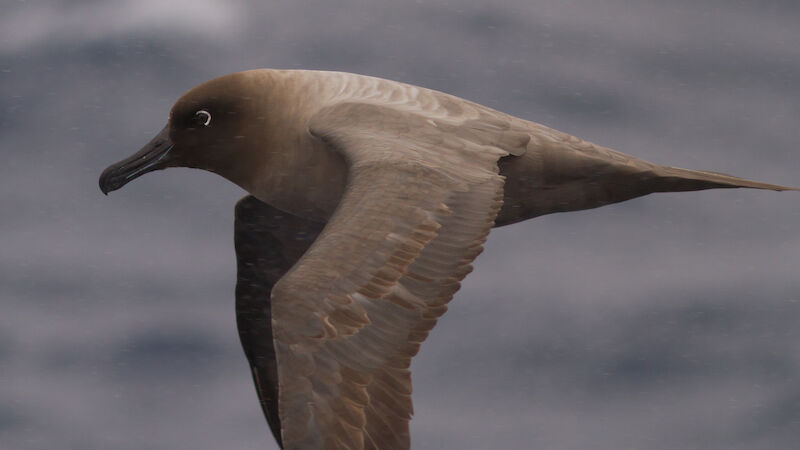 Close-up of an albatross in flight
