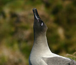 Light-mantled sooty albatross standing on a hillside with its beak in the air, calling