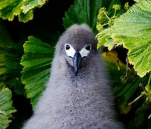 An albatross chick with fluffy plumage sitting amongst green plants