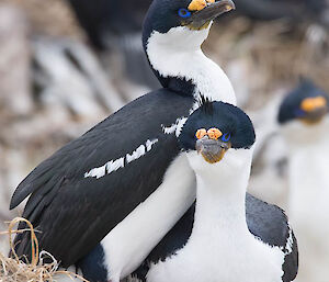 Close up of two blue-eyed cormorants on rock