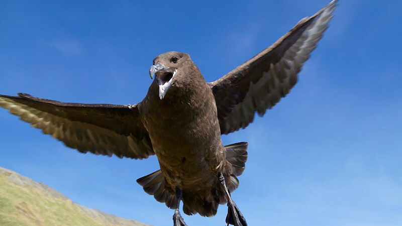 Angry skua in flight flying towards camera