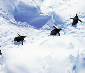 Adélie penguins tobogganing