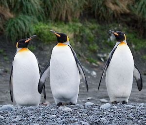 A group of 3 king penguins standing on the rocky shore with greenery in the background