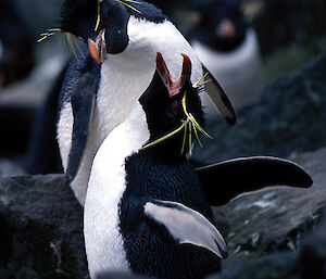 Rockhopper penguins courting with ecstatic display