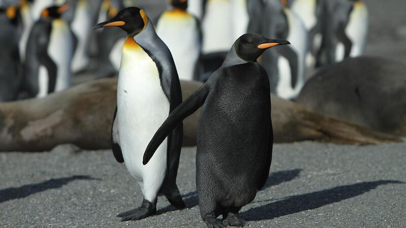 Normally coloured king penguin next to a king penguin with all-black feathers.