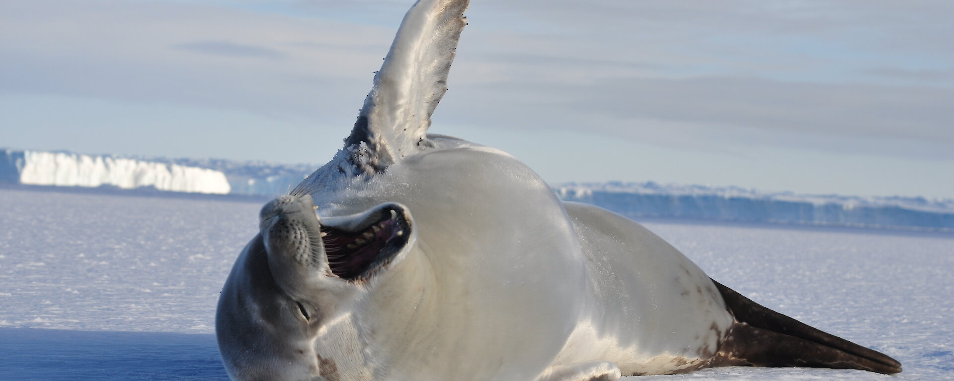 Crabeater seal lying on ice with mouth wide