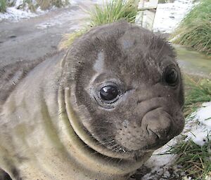 Face of a small Elephant seal.
