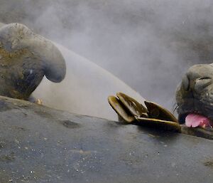 Two elephants lying on kelp are surrounded by steam from their own mouths.