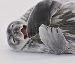 Sleepy Weddell seal