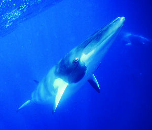 Underwater shot of dwarf minke whale