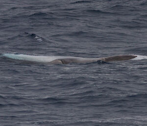 Fin whales surfacing upside down