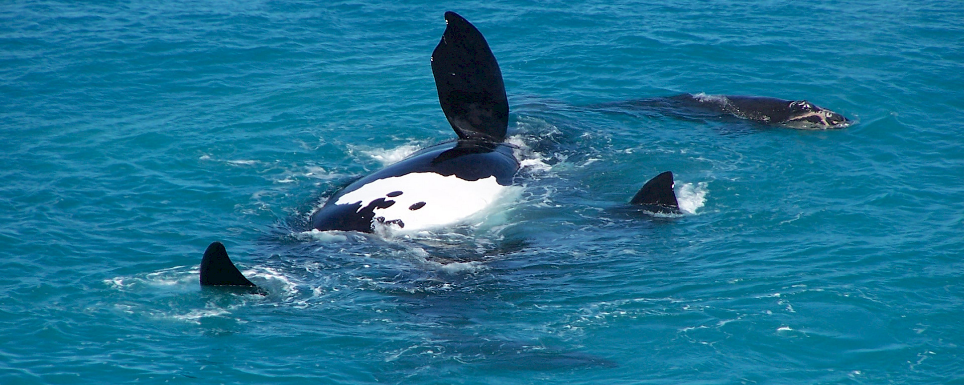 Southern right whale and calf surfacing