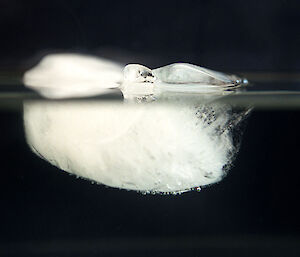 Maria Buchner photograph titled Iceberg in Aquarium