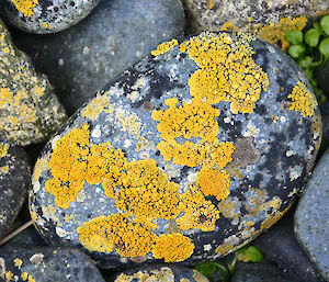 Yellow and black lichen on round rock