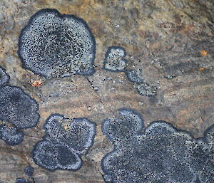 Flat black circular lichen on rock