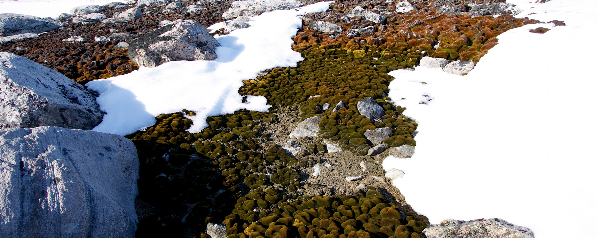 Moss surrounded by patches of snow and rocks.