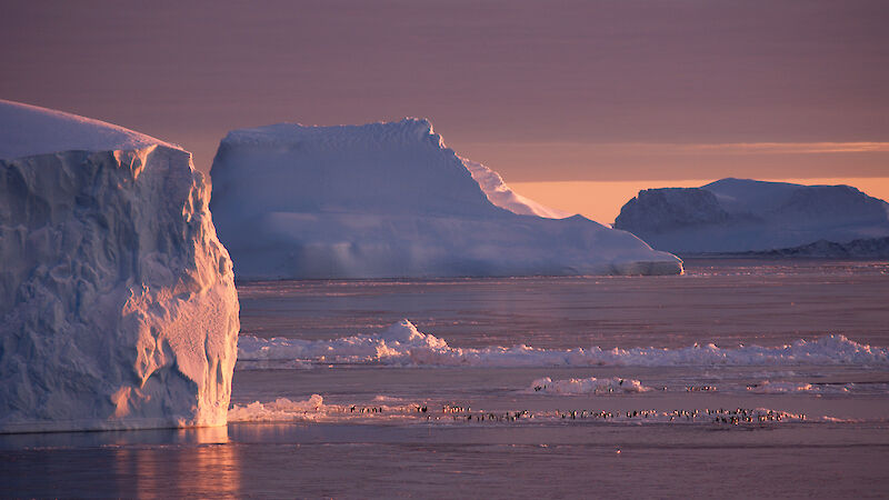 The sky is pink behind the white icebergs in this photo>